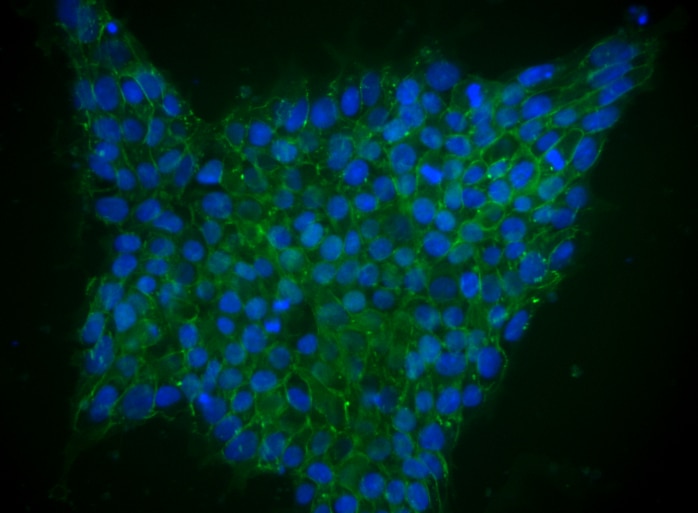 CD324_A488_Bioimaging_TDS_Figure.png